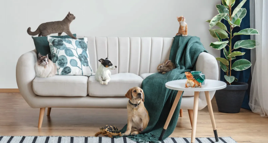 ManyPets Premium (140 000 kr)